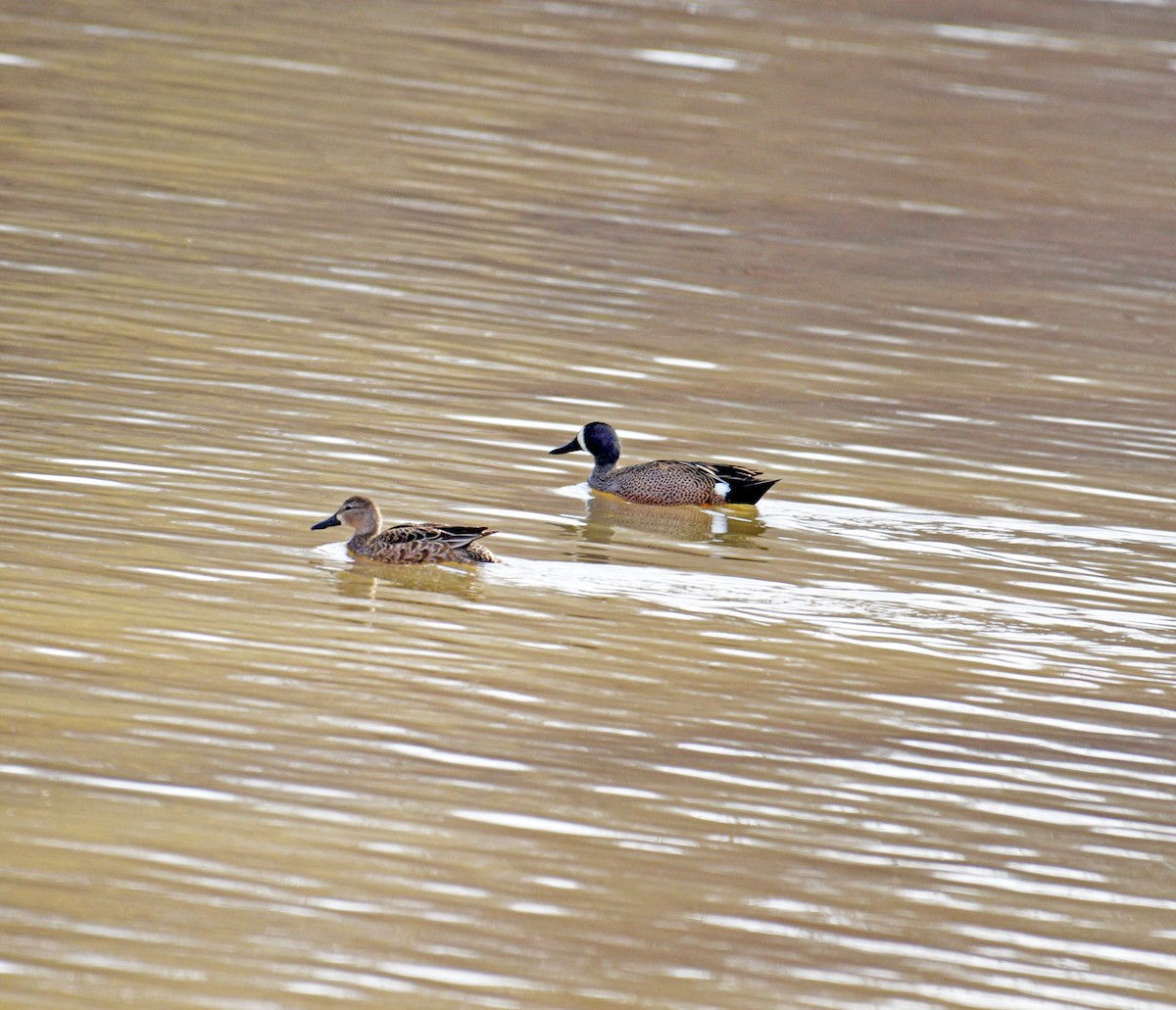 Blue-winged Teal - ML647386479