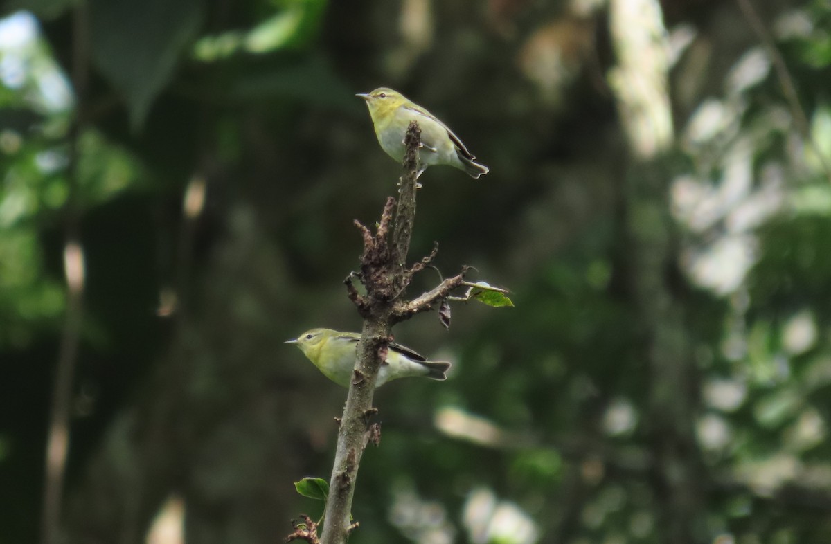 Tennessee Warbler - ML647386480