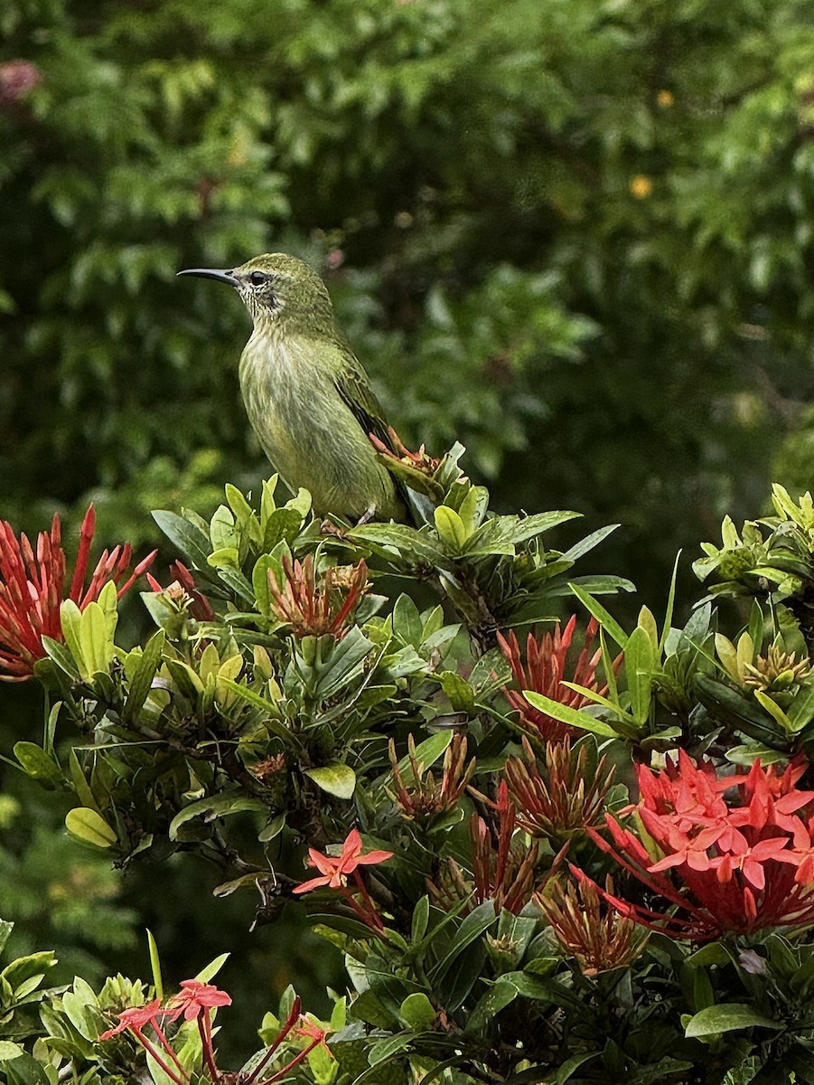Red-legged Honeycreeper - ML647386481