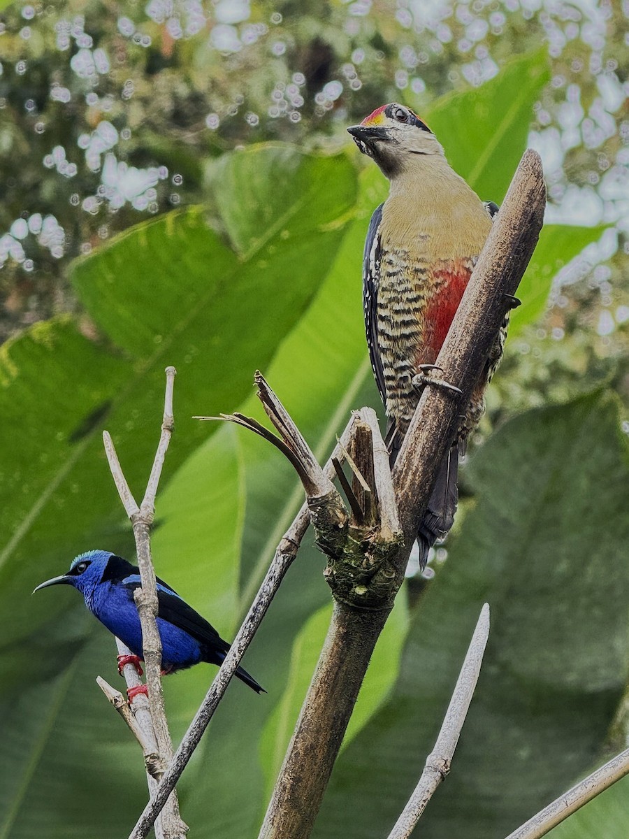 Red-legged Honeycreeper - ML647386482