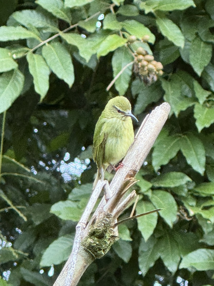 Red-legged Honeycreeper - ML647386483