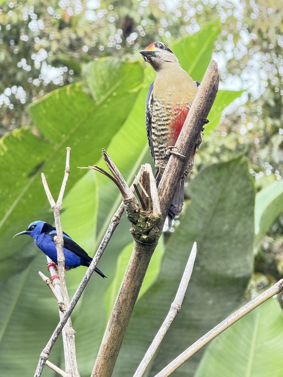 Red-legged Honeycreeper - ML647386485