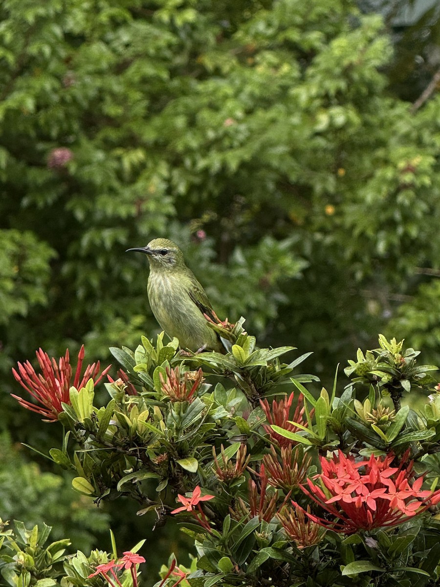 Red-legged Honeycreeper - ML647386486