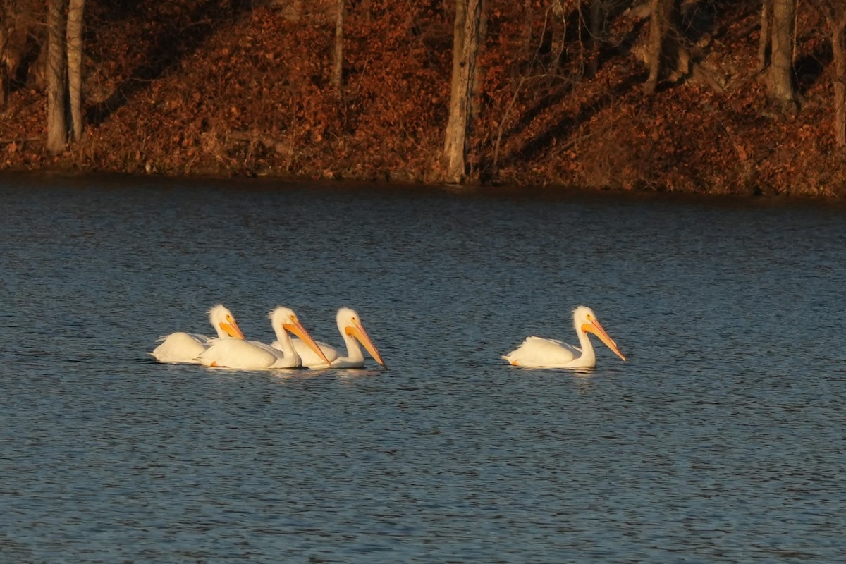 American White Pelican - ML647386487
