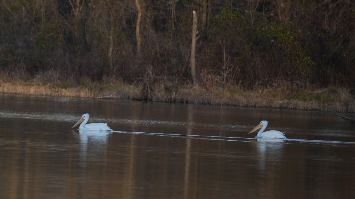 American White Pelican - ML647386488