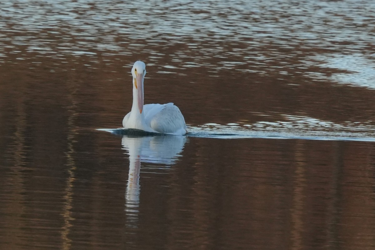 American White Pelican - ML647386489