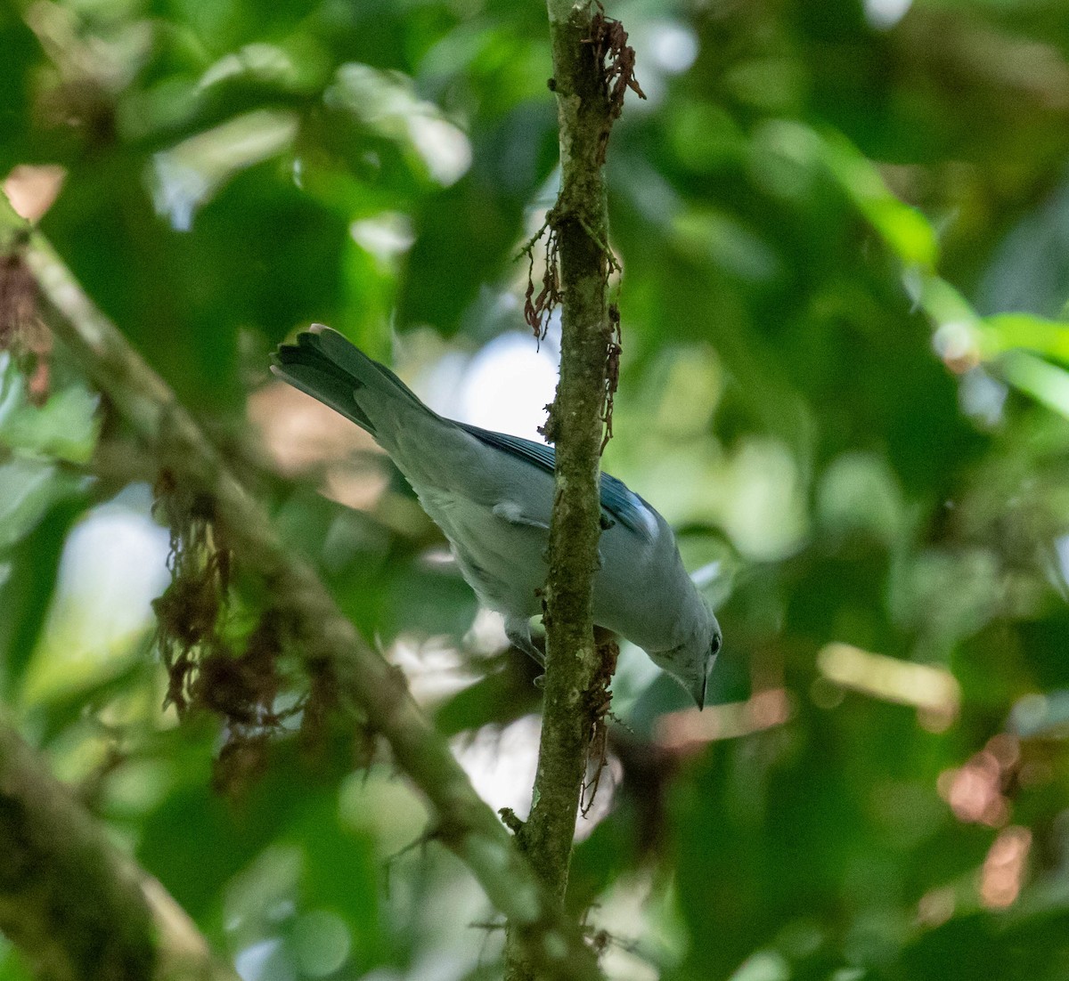 Blue-gray Tanager - ML647386490
