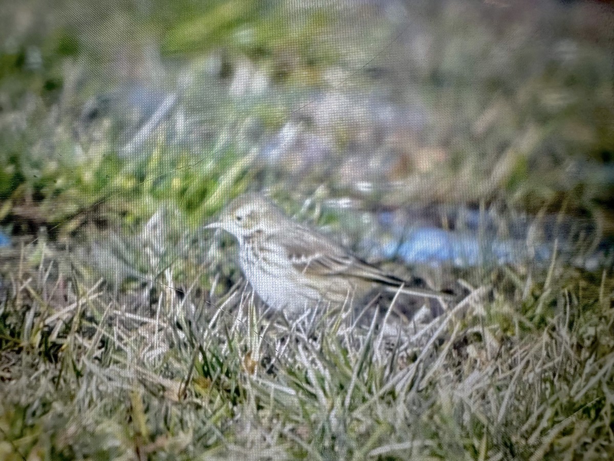 American Pipit - ML647386491
