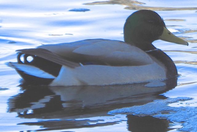 Ring-necked Duck - ML647386492