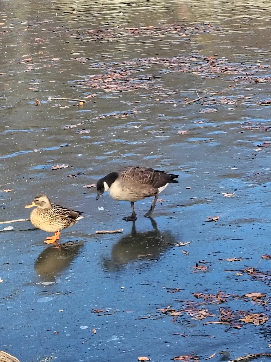 Cackling/Canada Goose - ML647386497