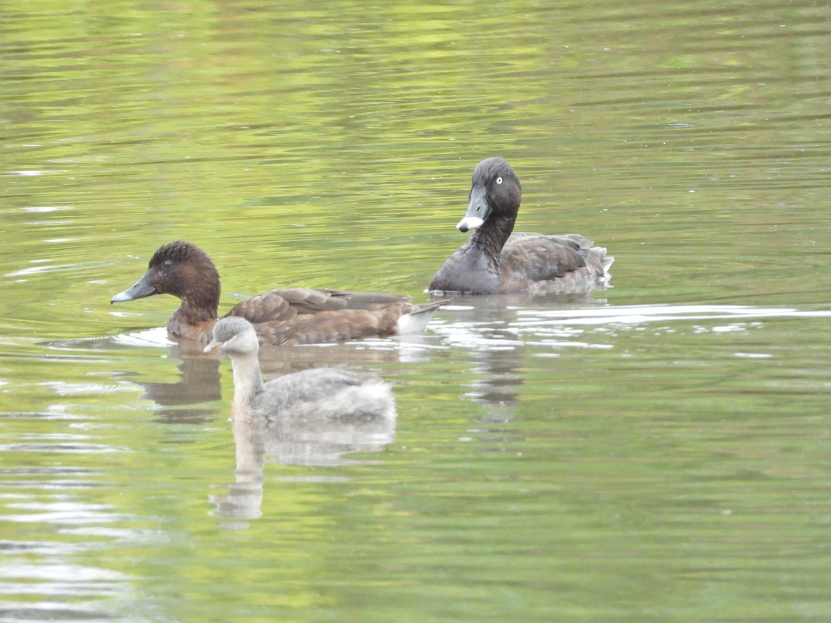 Hardhead - ML647386498