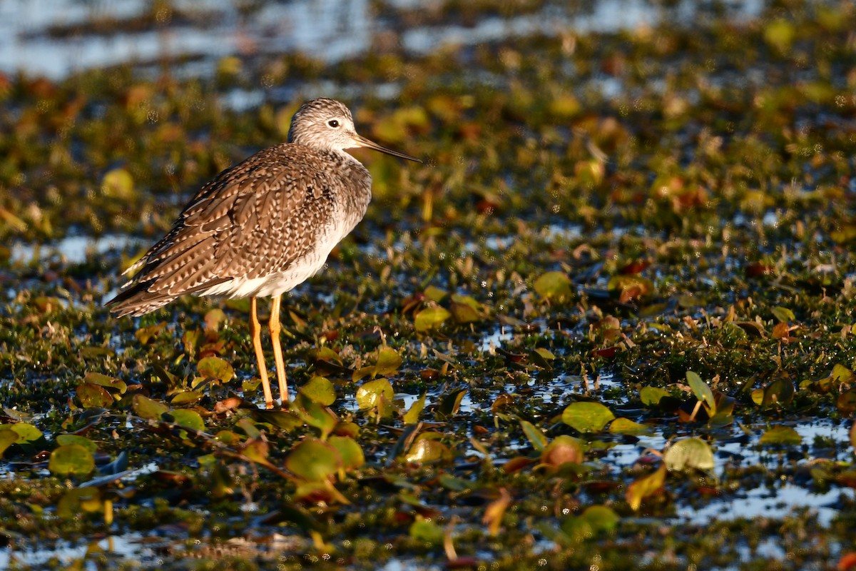 Lesser Yellowlegs - ML647386500