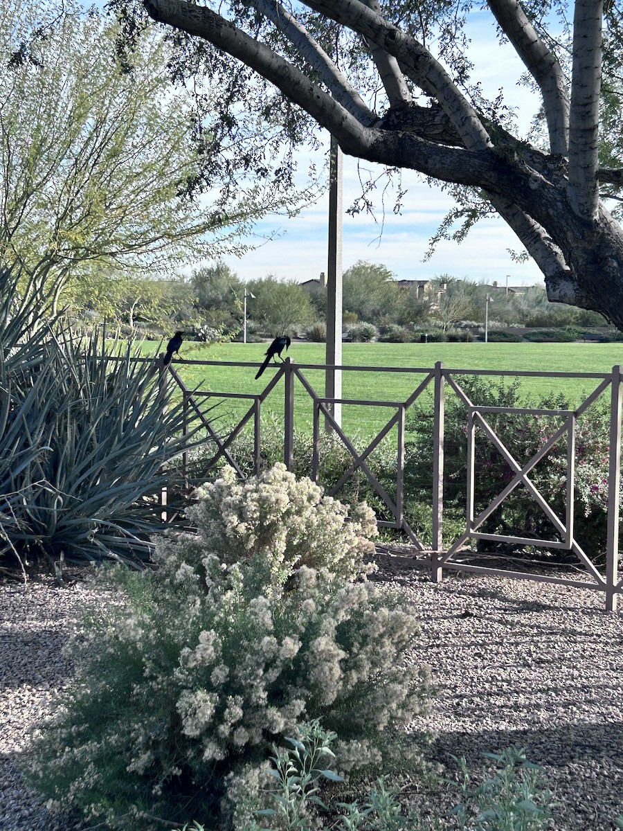 Great-tailed Grackle - ML647386501