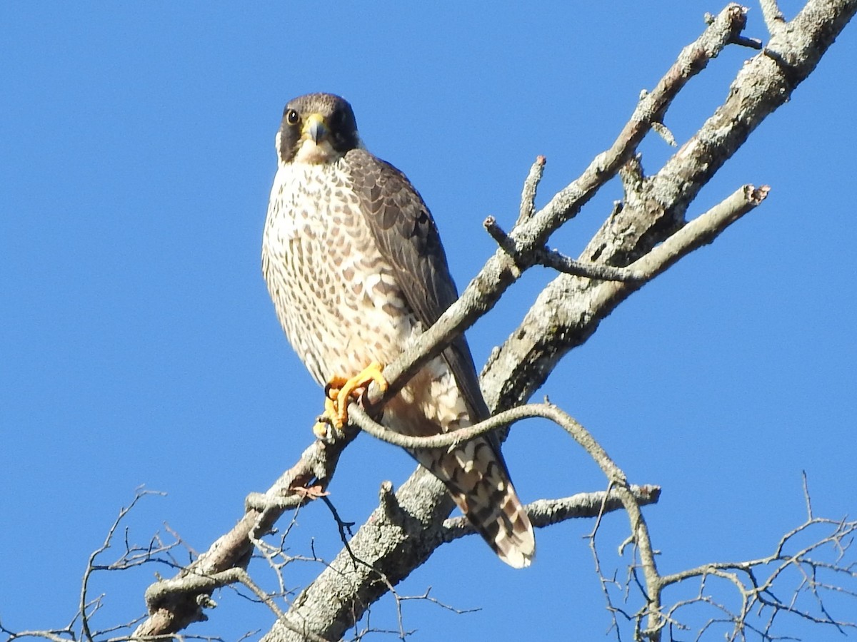 Peregrine Falcon - ML647386502