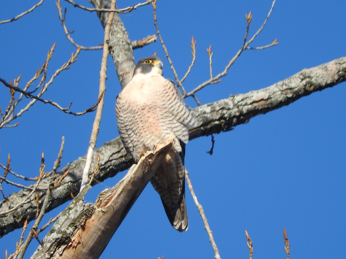 Peregrine Falcon - ML647386503