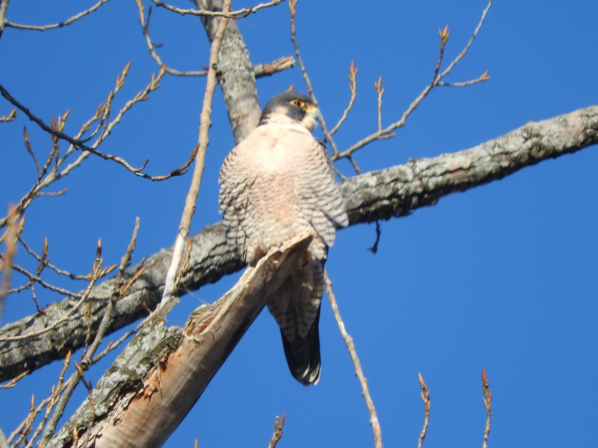 Peregrine Falcon - ML647386504