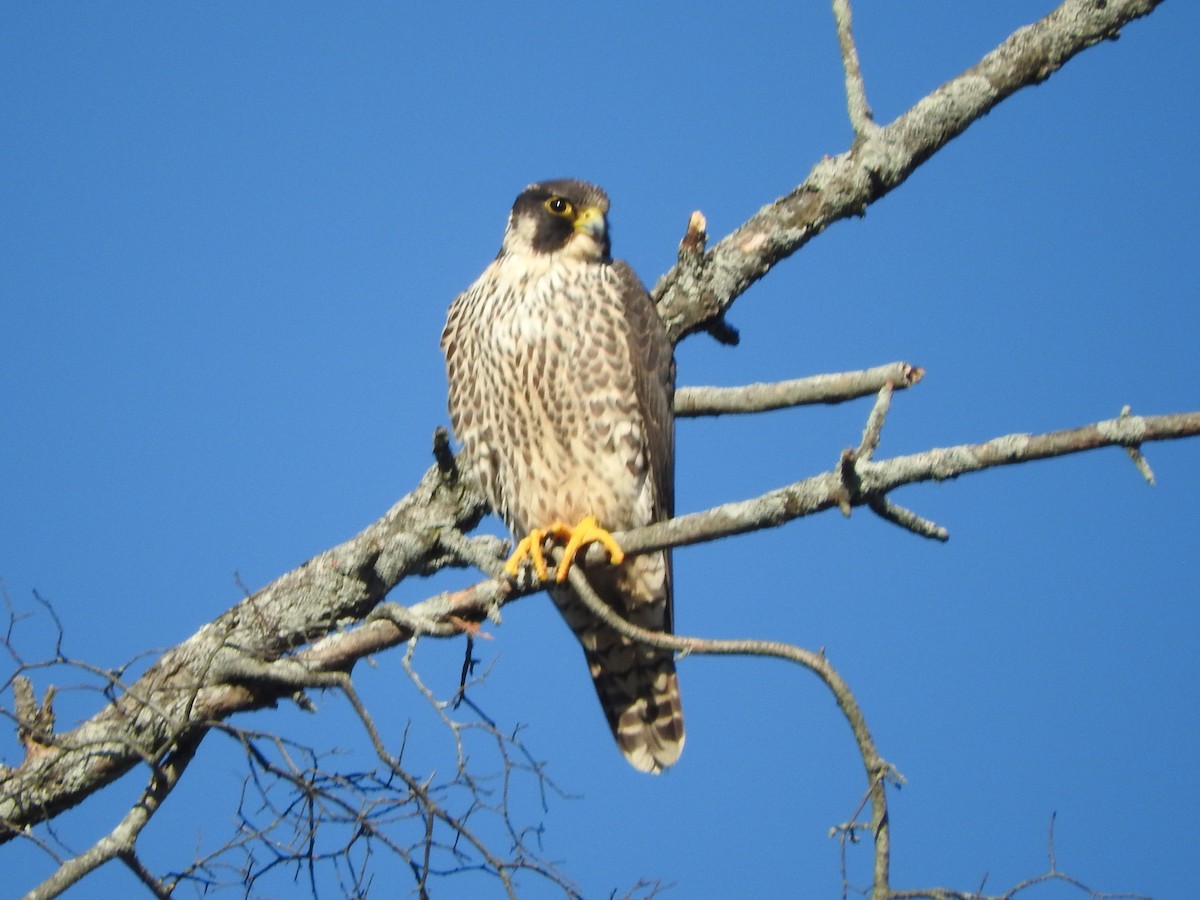 Peregrine Falcon - ML647386505
