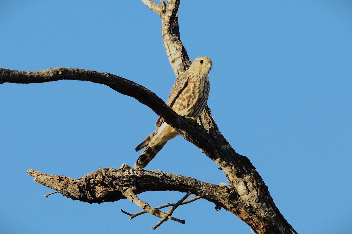 Merlin - ML647386506