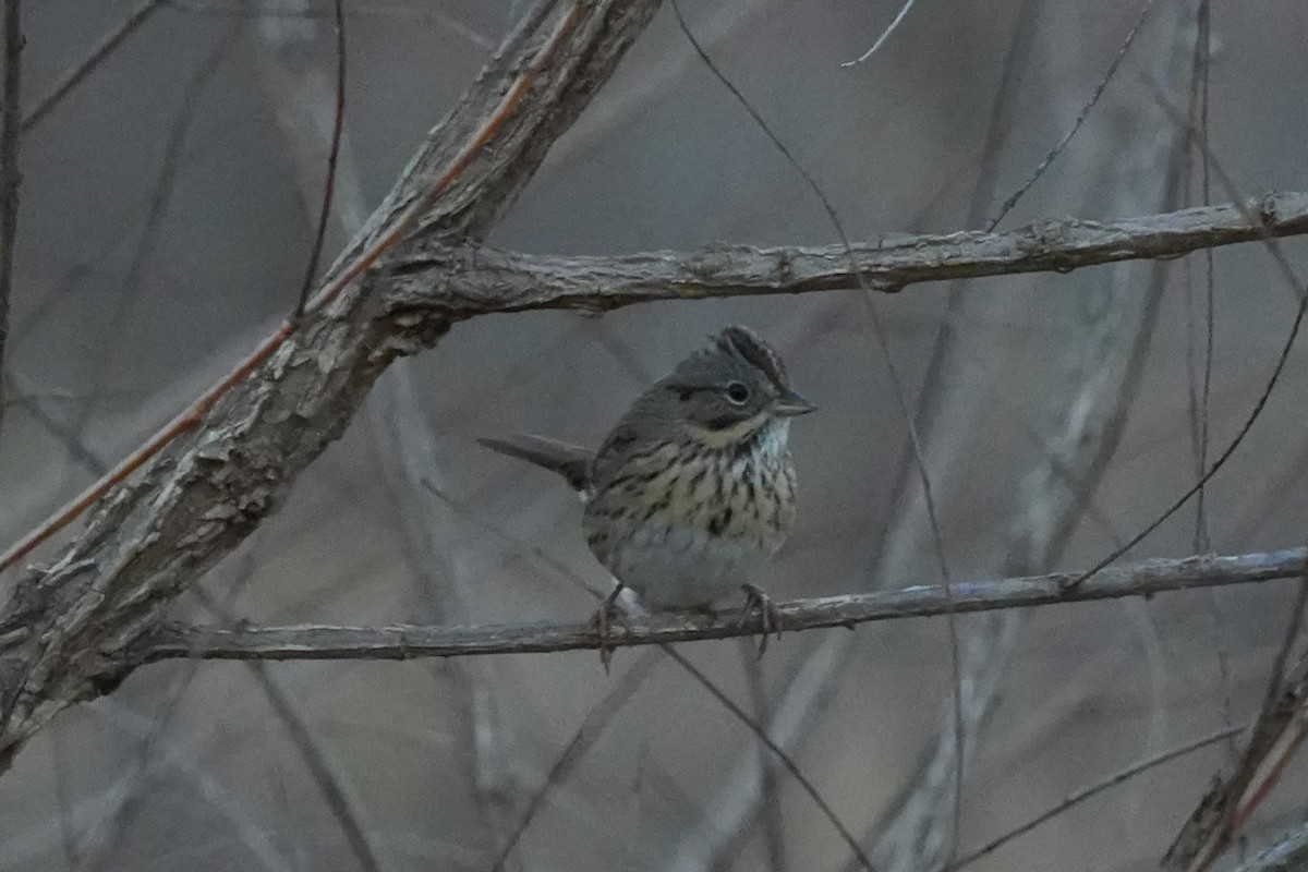 Lincoln's Sparrow - ML647386507