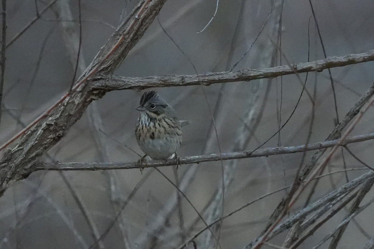 Lincoln's Sparrow - ML647386508
