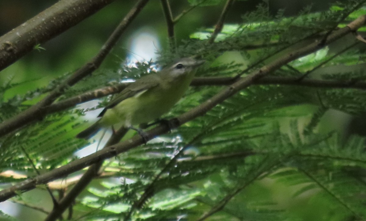 Philadelphia Vireo - ML647386509