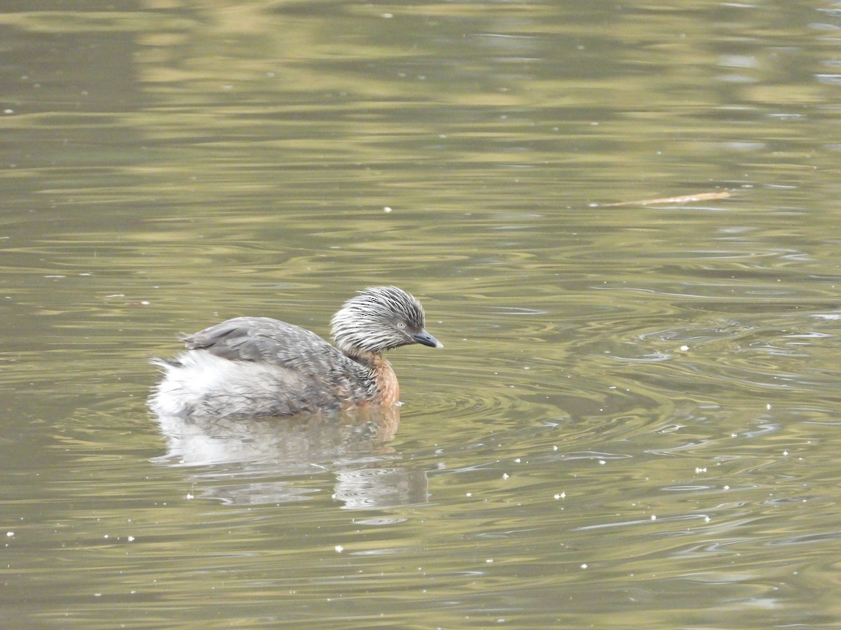 Txilinporta burugrisa - ML647386511