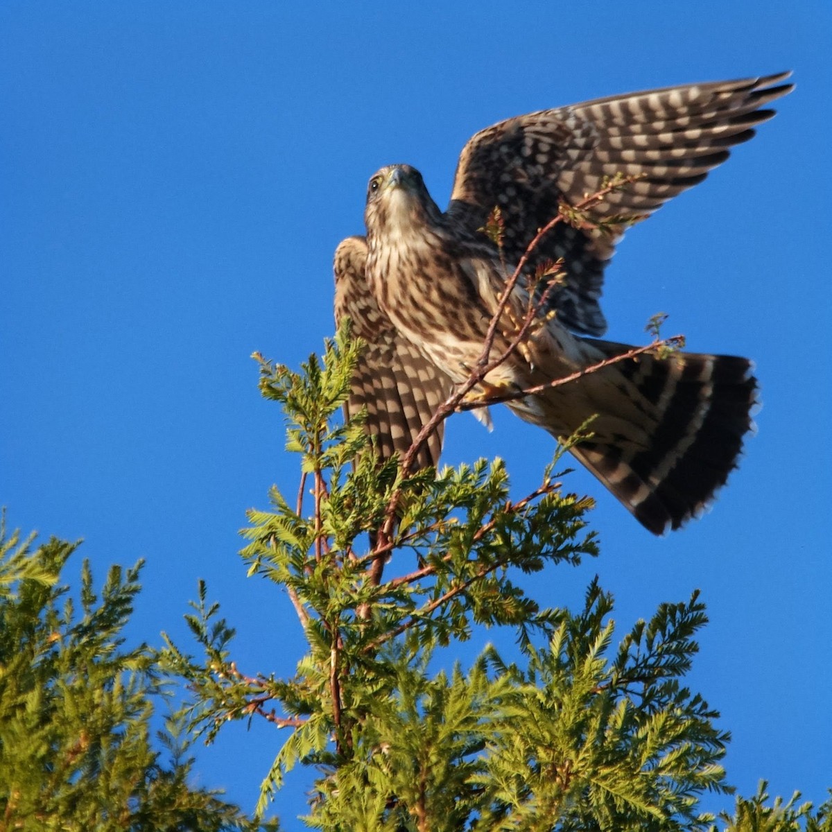 灰背隼 - ML647386519