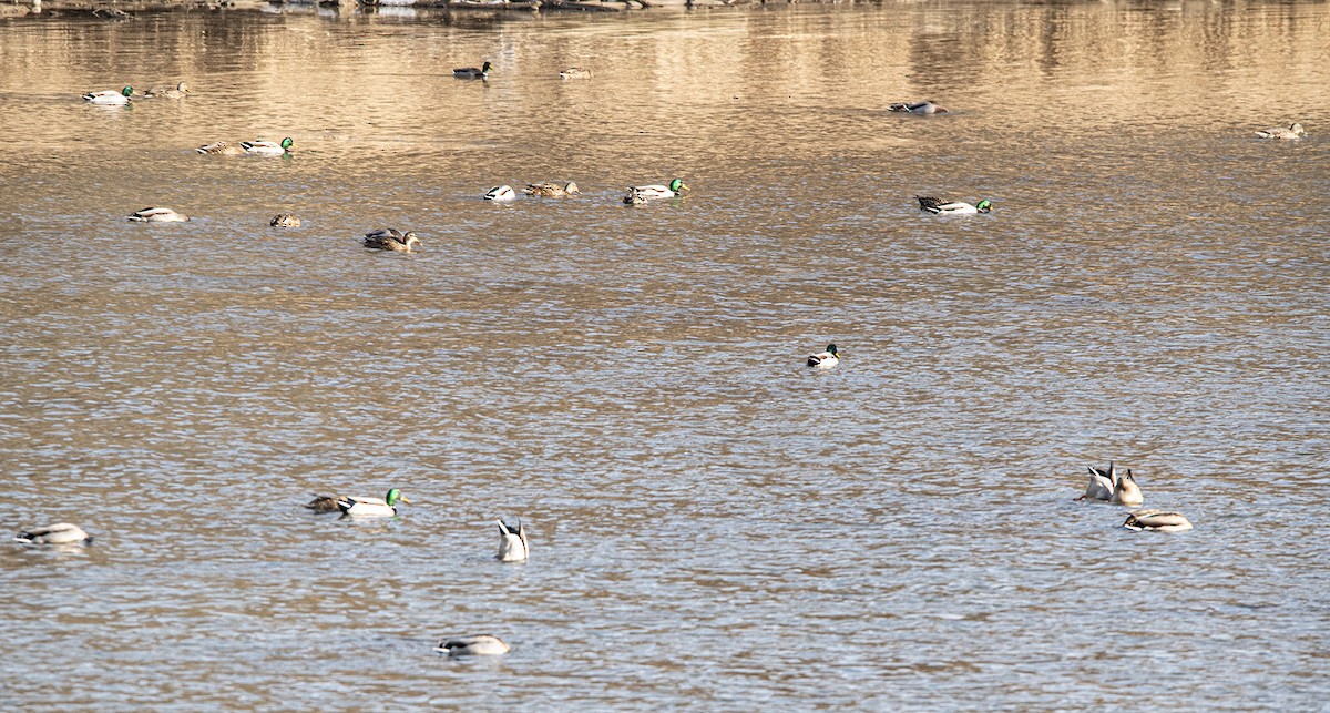 Mallard - ML647386522