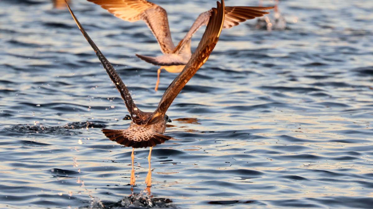 Kaio iluna - ML647386523