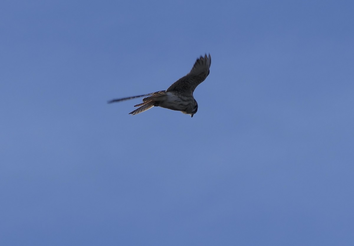 Боривітер американський - ML647386525