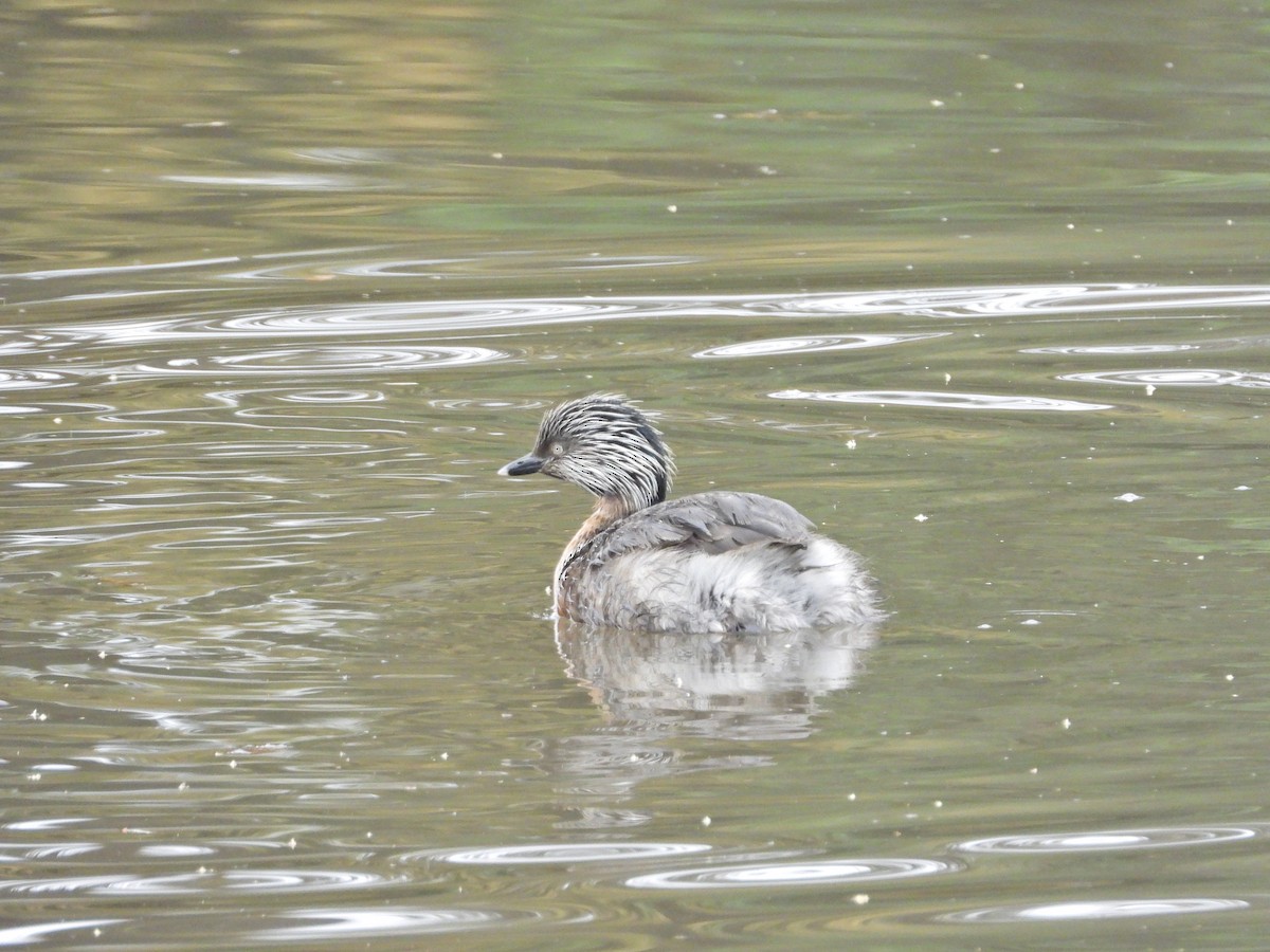 Txilinporta burugrisa - ML647386526