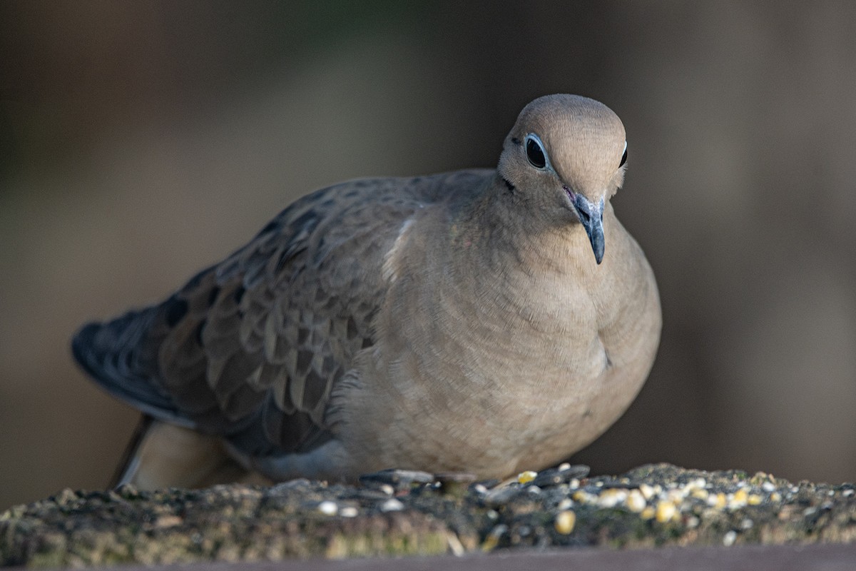 Uzun Kuyruklu Kumru - ML647386534