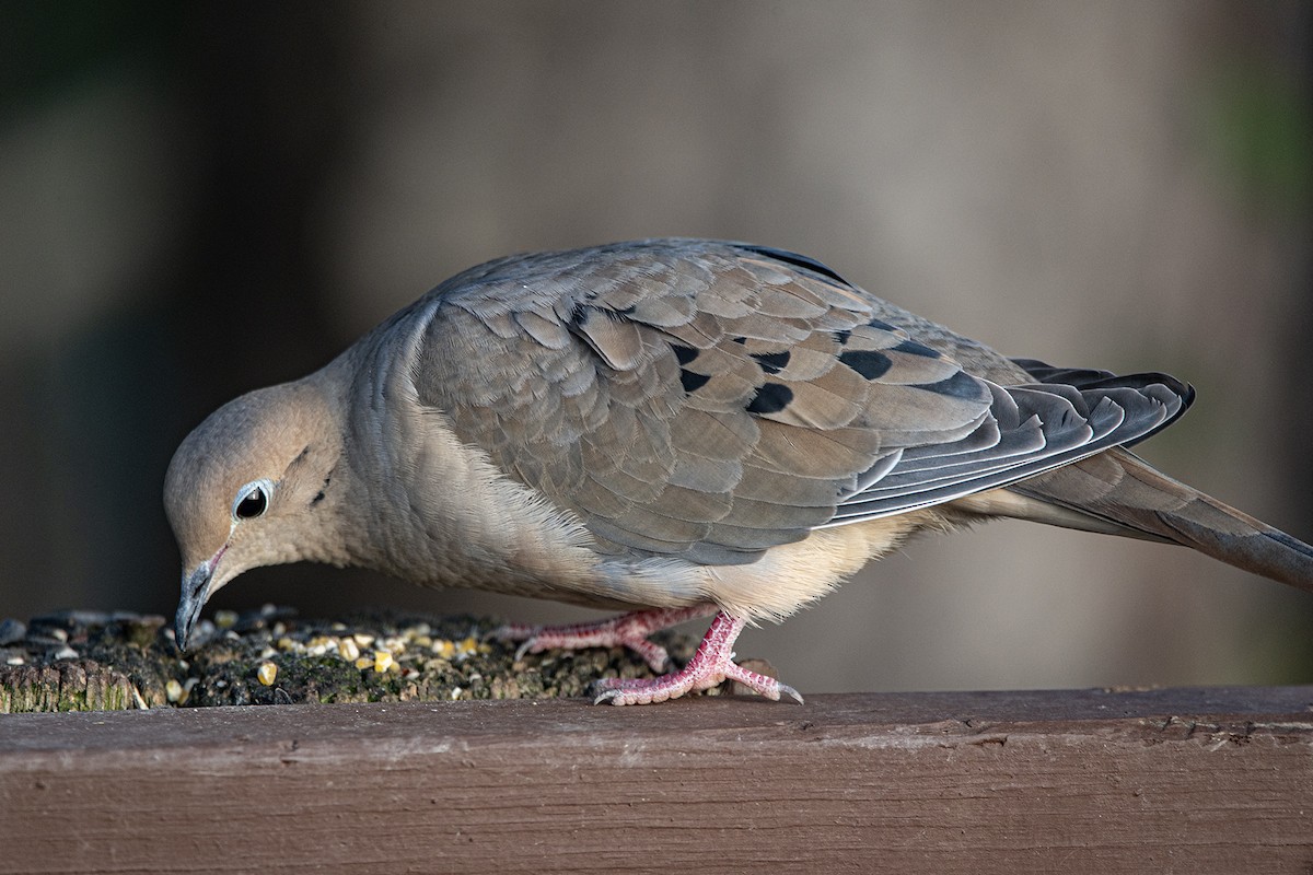 Uzun Kuyruklu Kumru - ML647386535