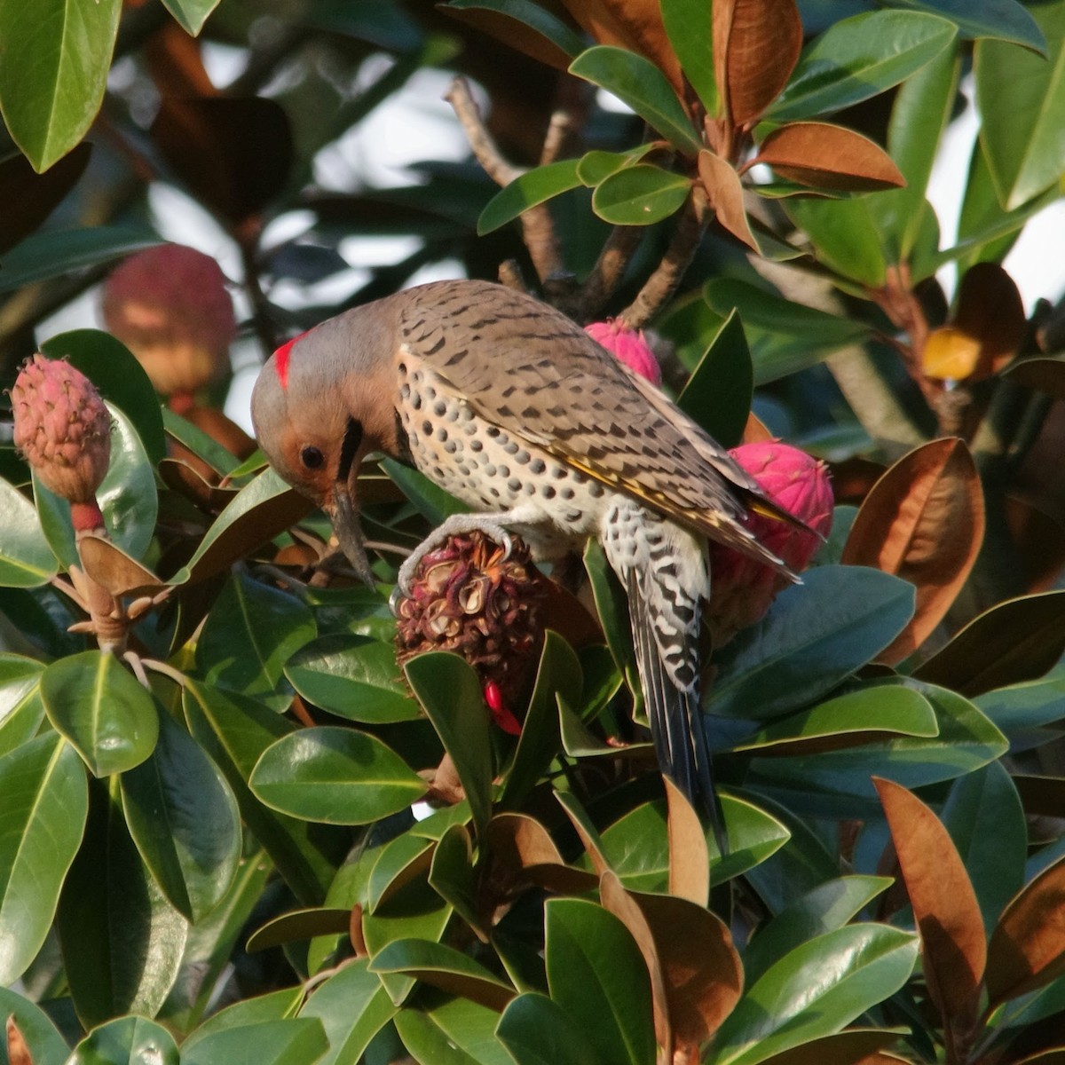 Northern Flicker - ML647386536