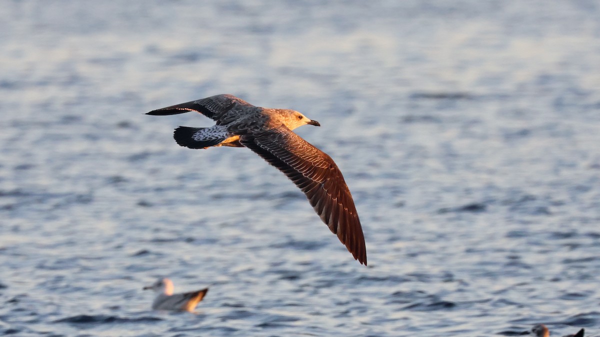 Kaio iluna - ML647386538