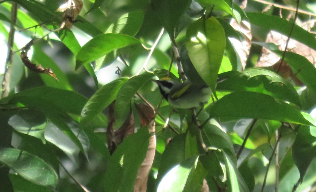 Golden-winged Warbler - ML647386539