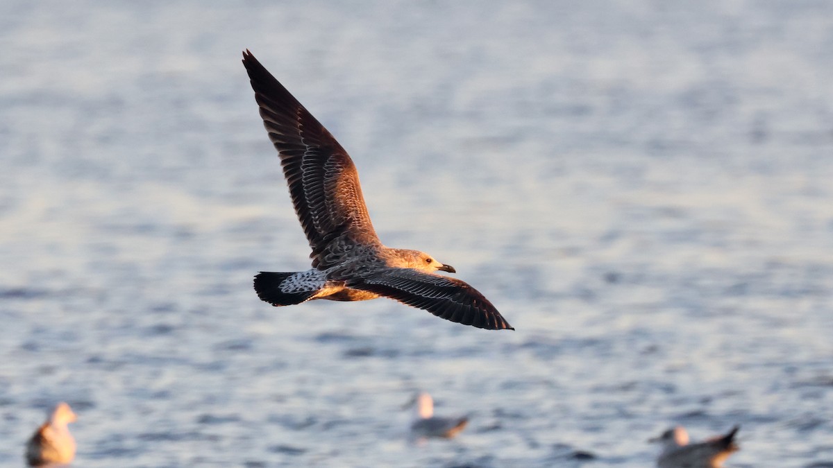 Kaio iluna - ML647386540