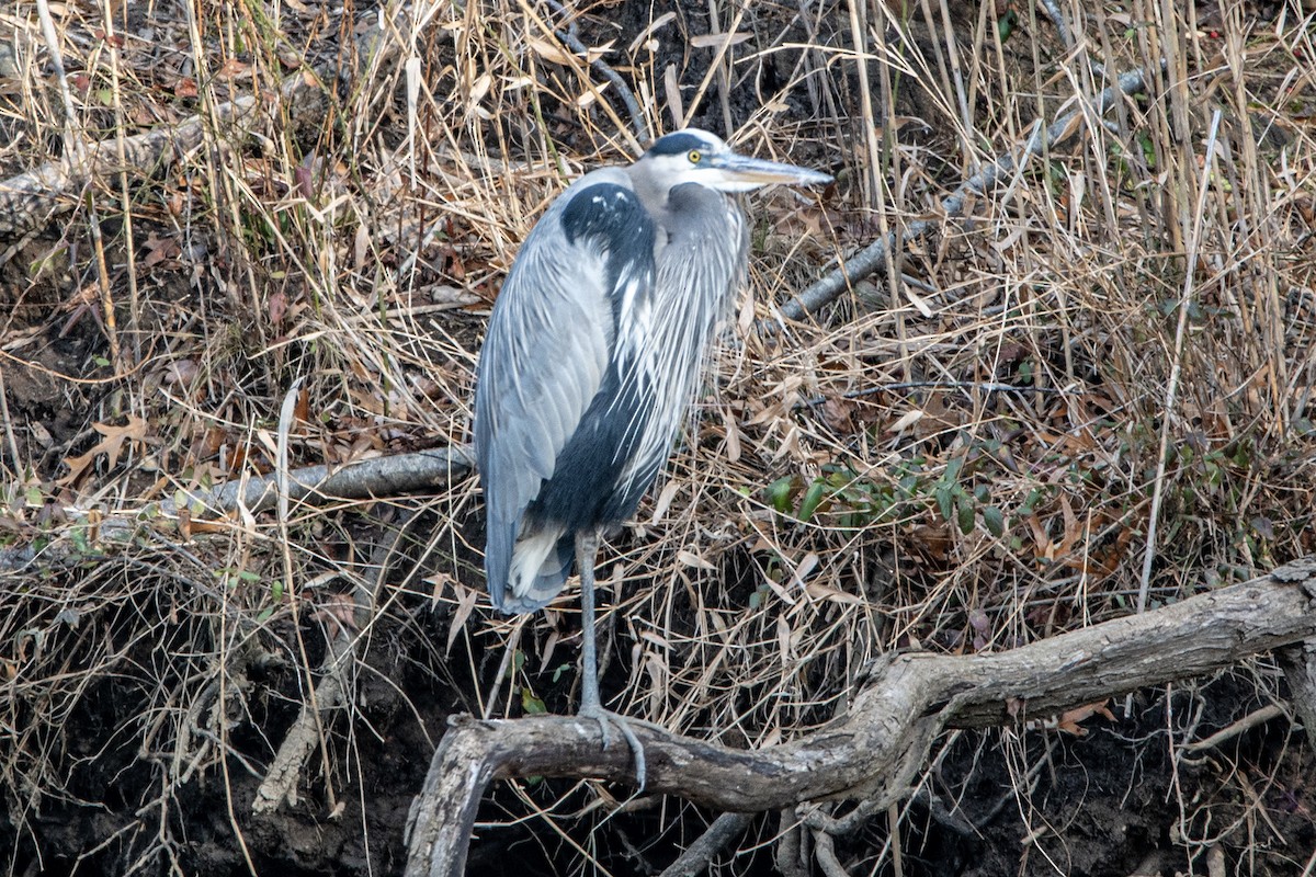 Great Blue Heron - ML647386541