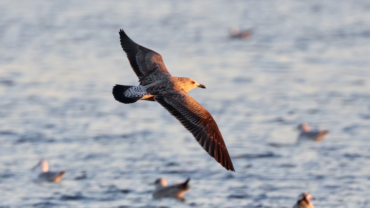 Kaio iluna - ML647386548