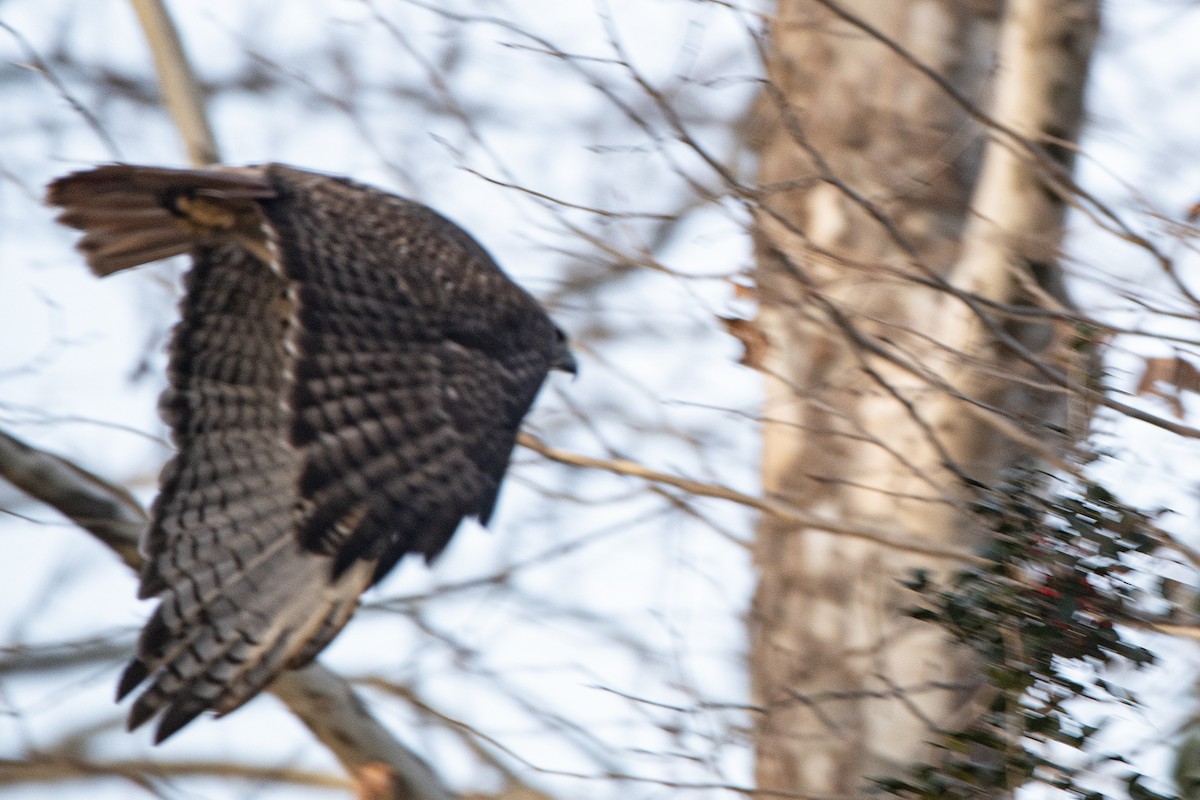 Red-tailed Hawk - ML647386549