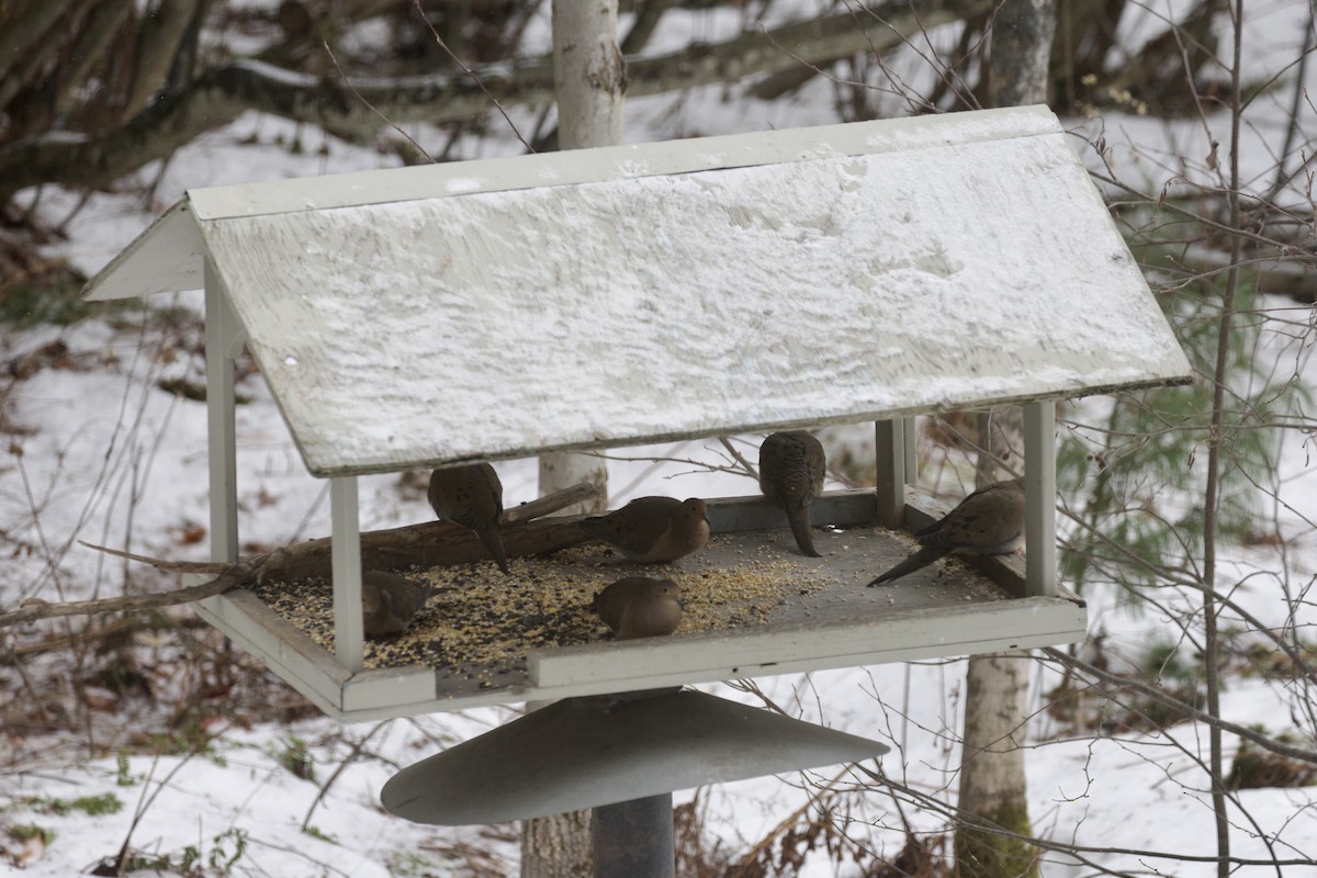 Uzun Kuyruklu Kumru - ML647386551