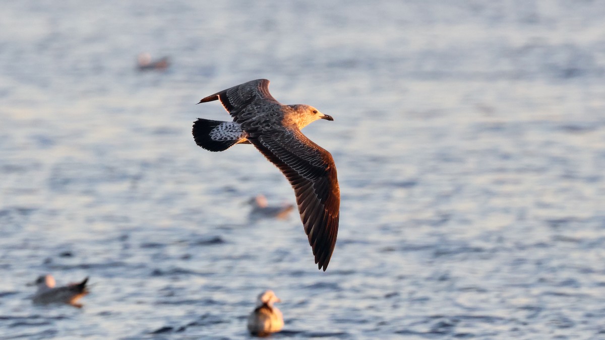 Kaio iluna - ML647386556