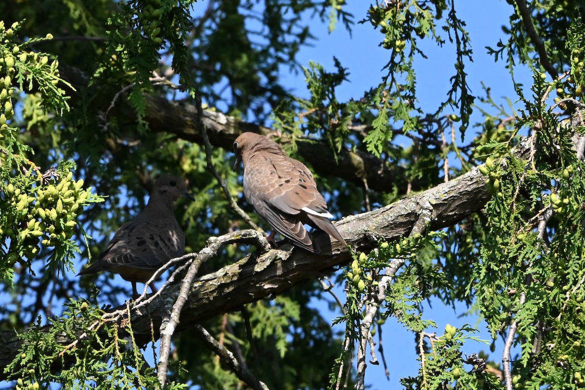 Uzun Kuyruklu Kumru - ML647386558