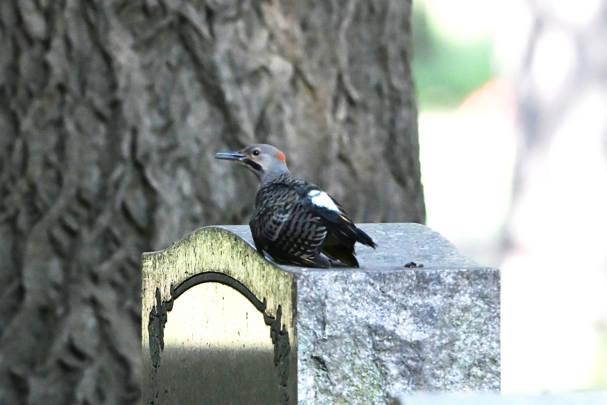 Altın Ağaçkakan - ML647386559