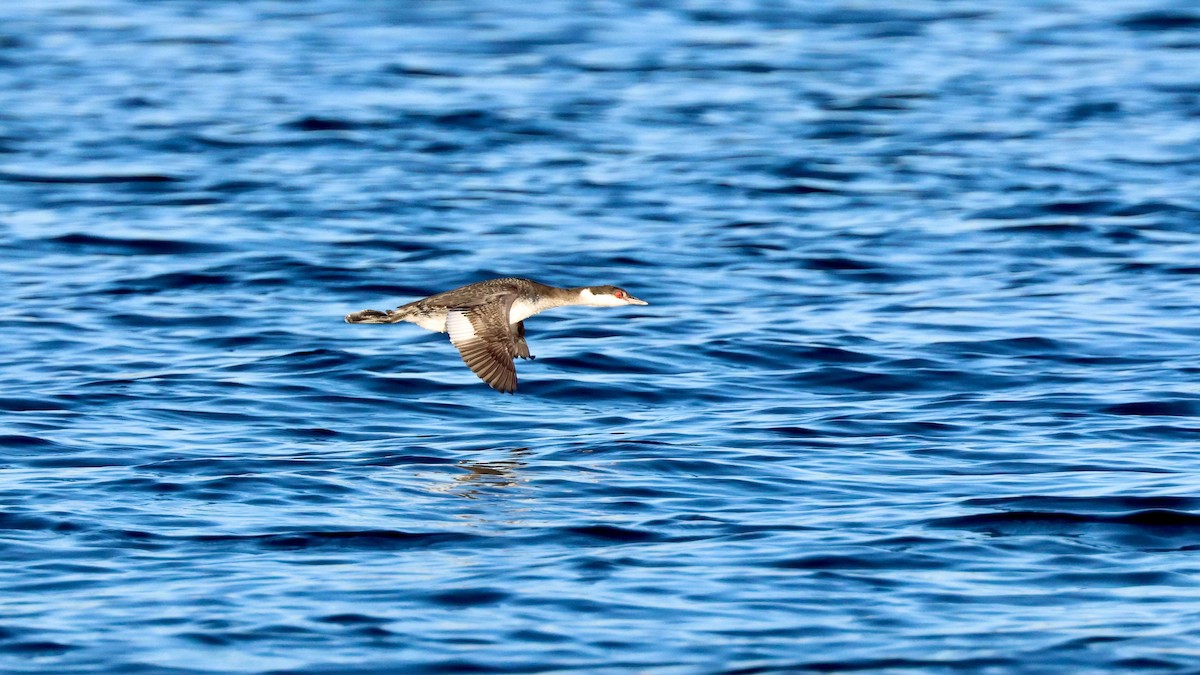 Kulaklı Batağan - ML647386561