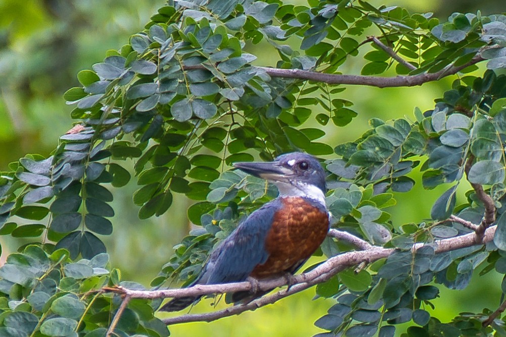 Kolyeli Yalıçapkını - ML647386562