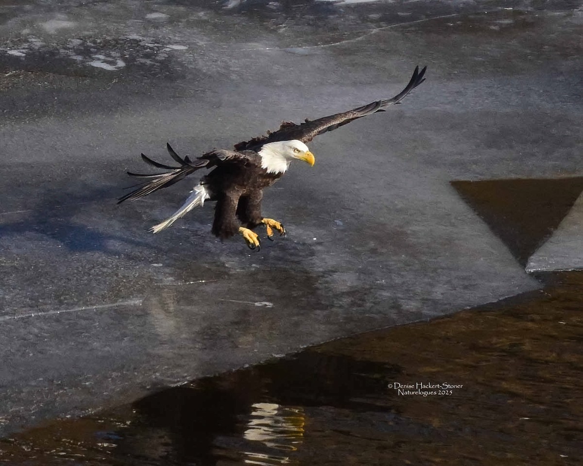 Ak Başlı Kartal - ML647386565