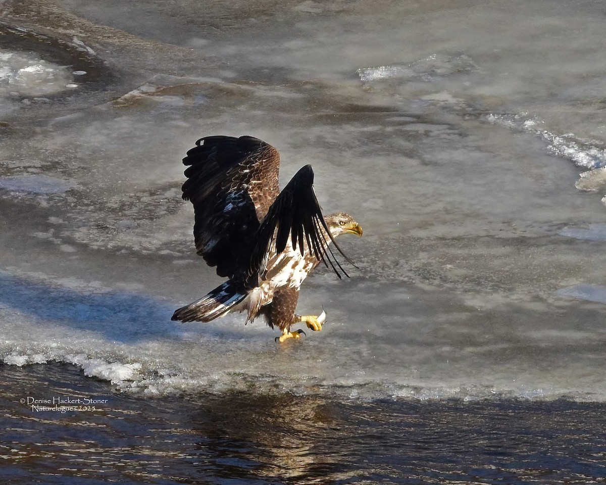 Ak Başlı Kartal - ML647386566