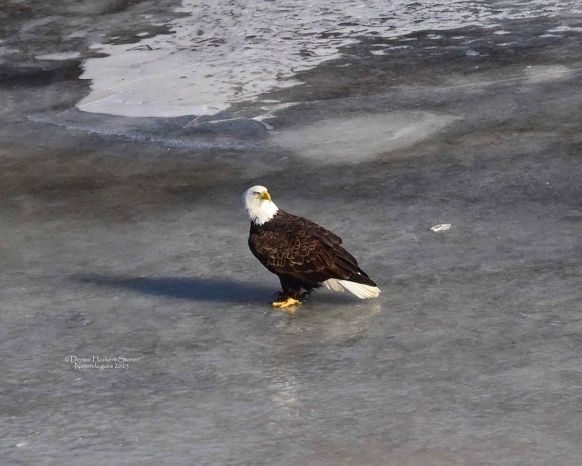 Ak Başlı Kartal - ML647386567