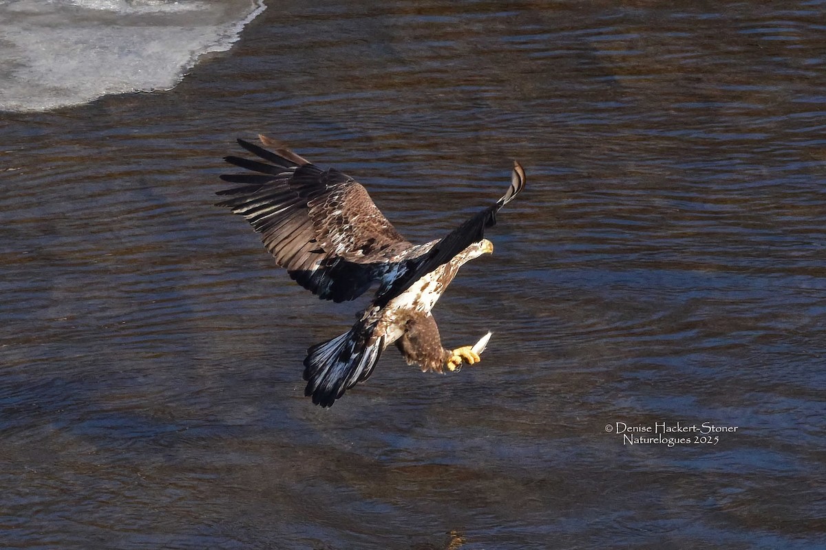 Ak Başlı Kartal - ML647386568
